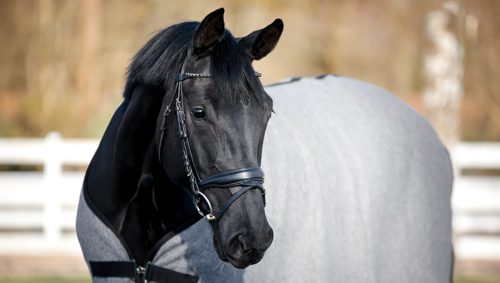 Das richtige Reitsportzubehör: Essentiell für Gesundheit und Wohlbefinden deines Pferdes