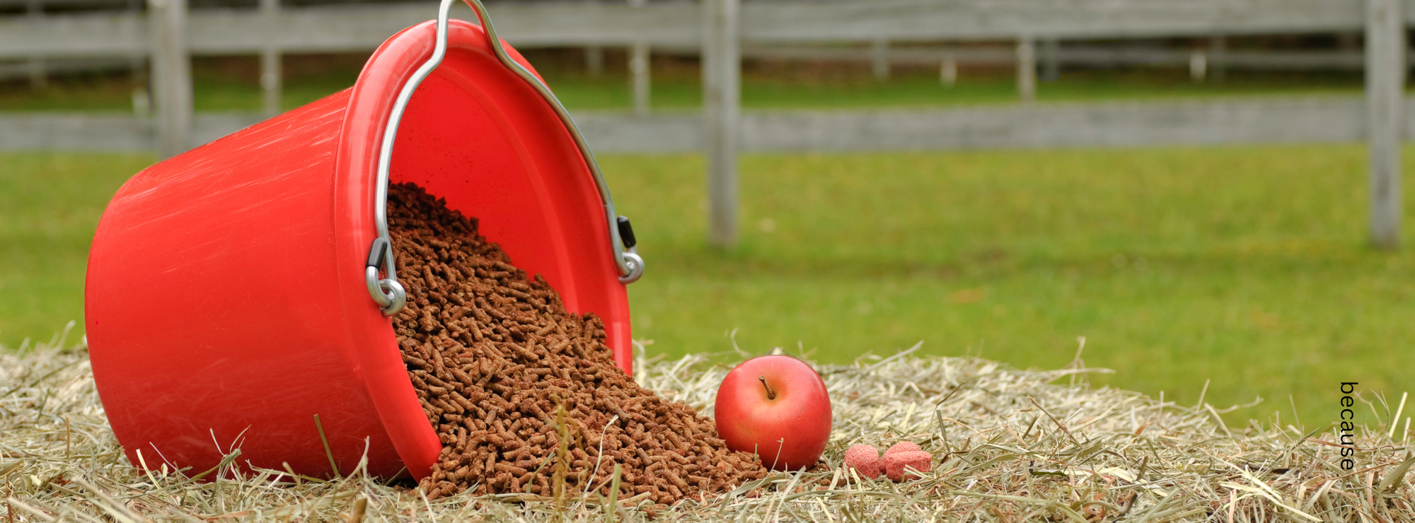 Unsichtbare Gefahr: Mikroplastik im Pferdedarm – und was das mit der Nährstoffaufnahme deines Pferdes zu tun hat