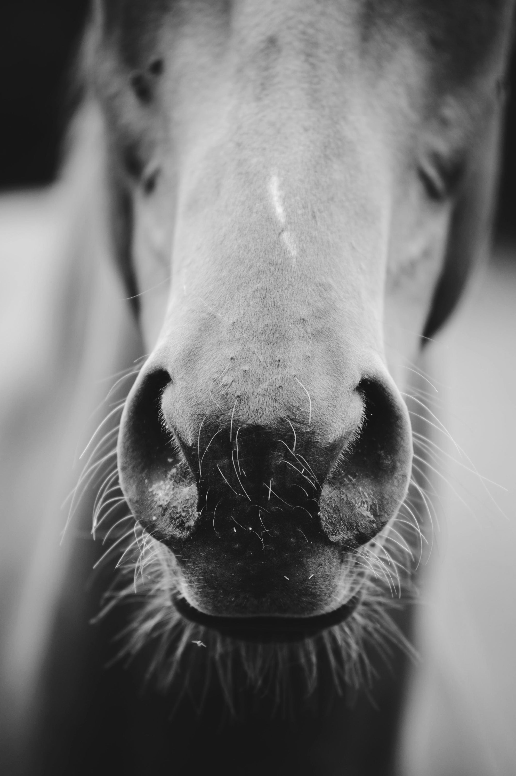 Warum der Geruch unserer Produkte bei Chevaux Nature so wichtig ist: Die 3G-Regel für Pferdefreundlichkeit