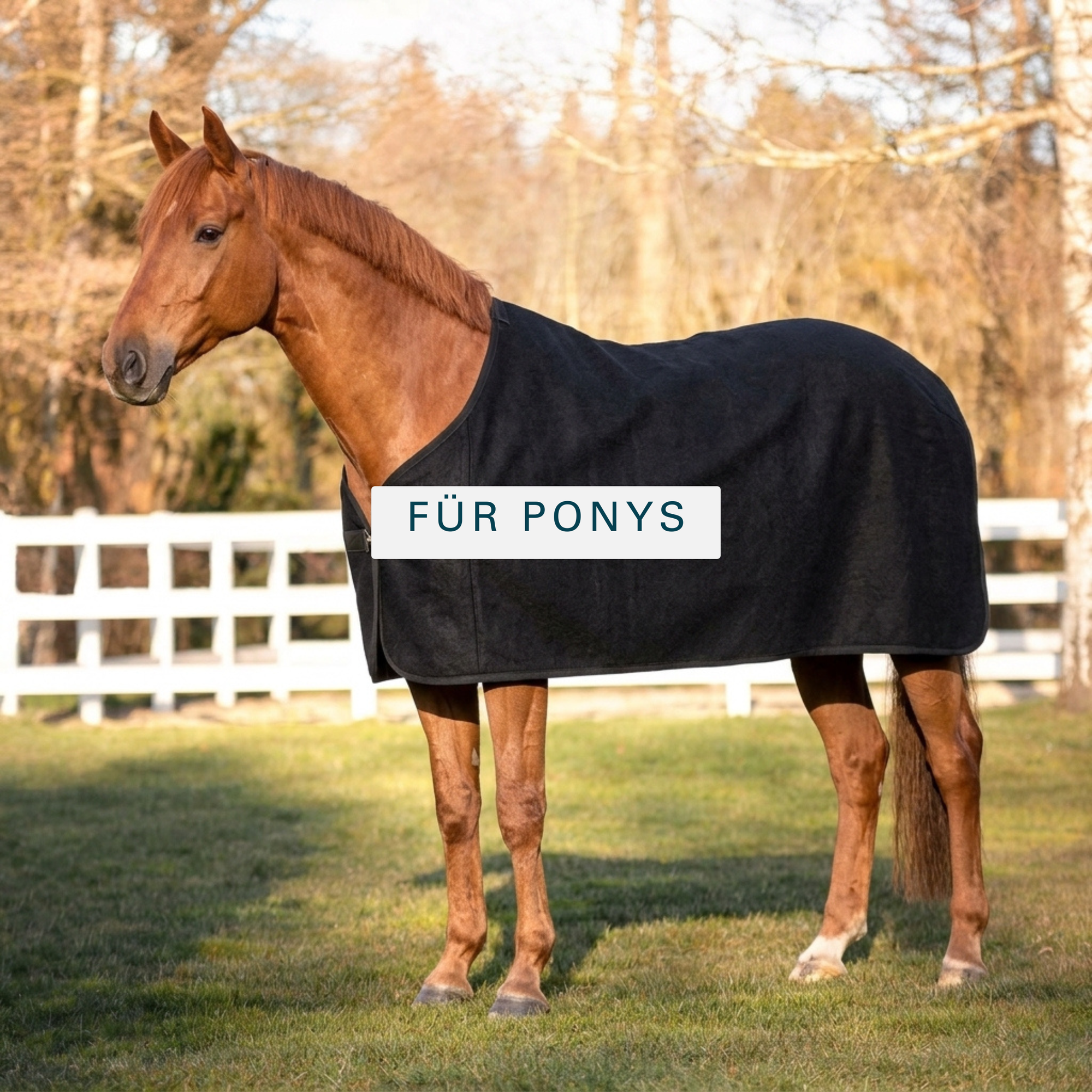Chestnut horse in the paddock wearing a black wool cooler rug, for ponies