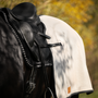 Cheval noir avec un couvre-reins crème sous une selle de dressage noire